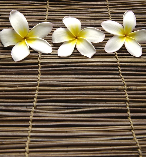 Piękne frangipani — Zdjęcie stockowe