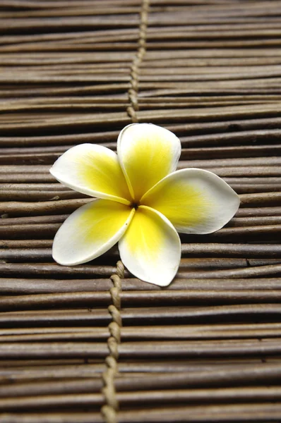 Bela frangipani — Fotografia de Stock