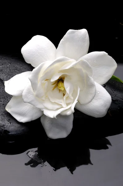 gardenya çiçek