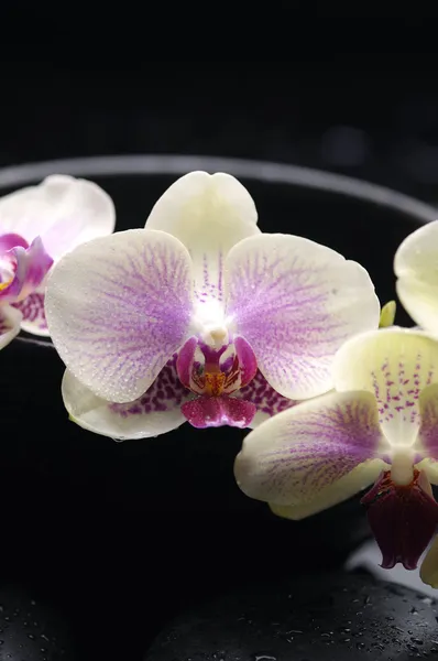 Spa stadig med orkideblomst - Stock-foto