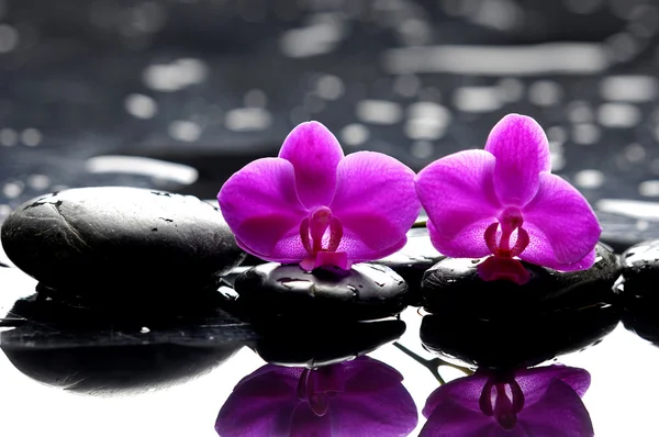 Orchidej s terapie kameny Stock Obrázky
