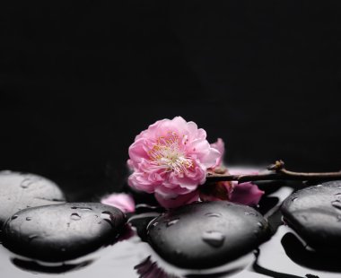 Spa kiraz ile natürmort