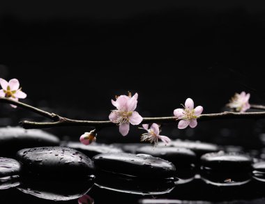 Spa kiraz ile natürmort