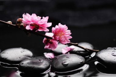 kiraz çiçeği sapı