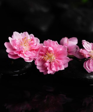 kiraz çiçeği sapı