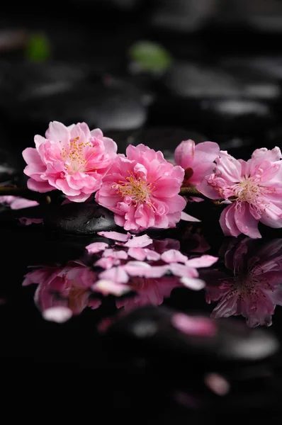 Spa still life with cherry — Stock Photo, Image