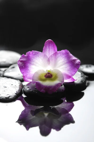 Flor de orquídea — Fotografia de Stock