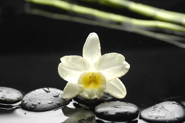 Fleur d'orchidée — Photo