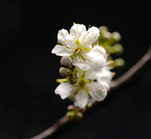 Spa still life with cherry — Stock Photo, Image