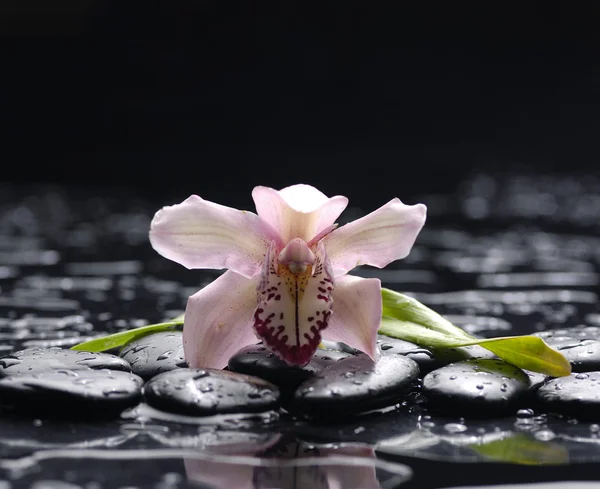 Flor de orquídea — Foto de Stock