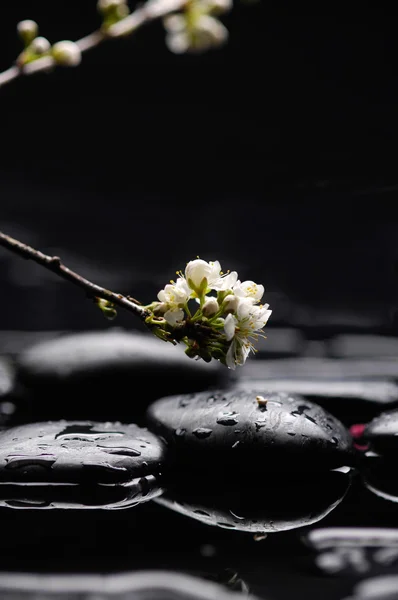 Kirschblüte und Zen-Steine — Stockfoto