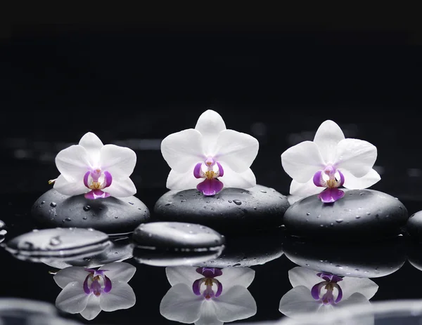 Spa flower — Stock Photo, Image