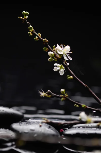 Flor de cerejeira e pedras zen — Fotografia de Stock