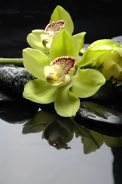 Spa flower — Stock Photo, Image