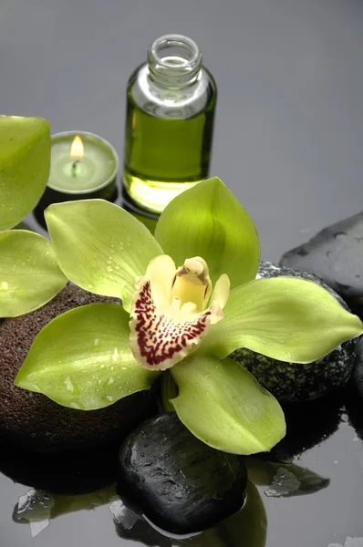 Натюрморт с орхидеей — стоковое фото