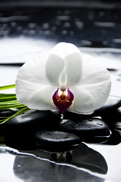 Nature morte avec orchidée — Photo