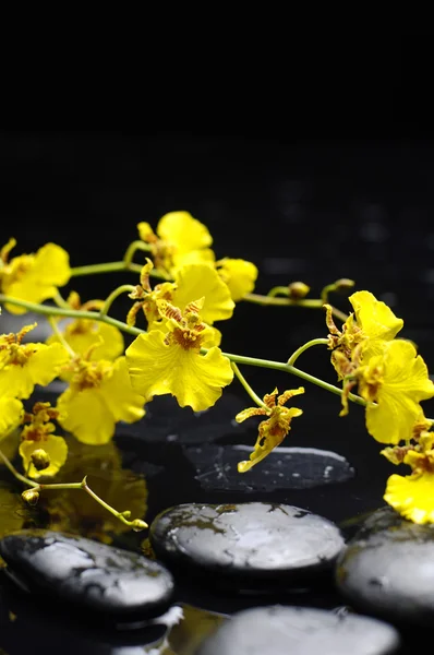 Still life with orchid — Stock Photo, Image