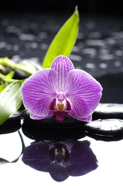 Stilleven met orchidee — Stockfoto