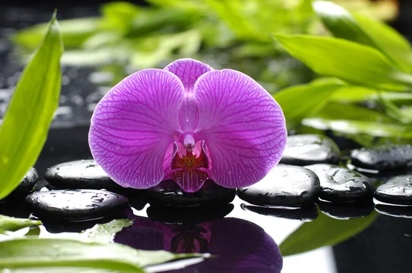 Natura morta con orchidea — Foto Stock