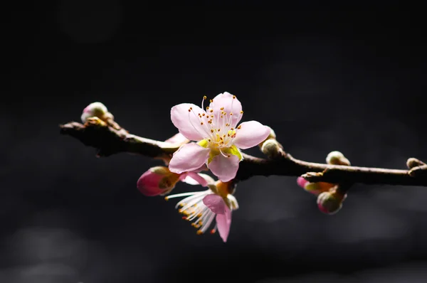 Ein Zweig Kirschblüte — Stockfoto