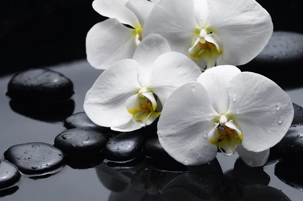 spa konsept
