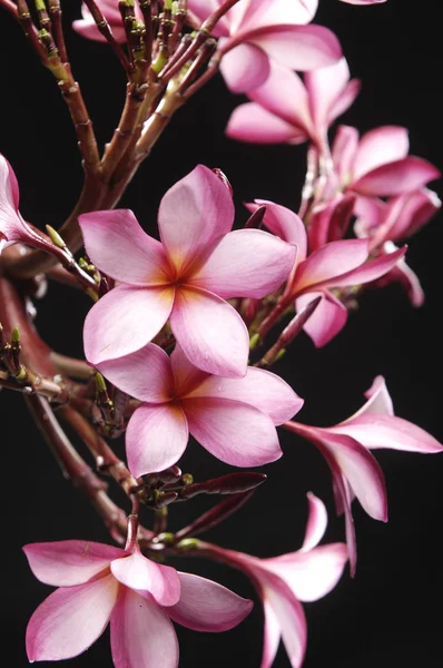 Różowy frangipani — Zdjęcie stockowe