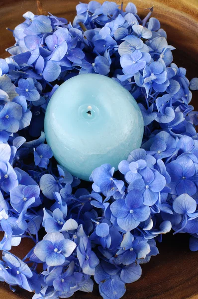 Hydrangea blue petals — Stock Photo, Image