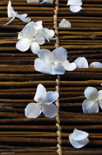 Pétalas azuis de hortênsia — Fotografia de Stock