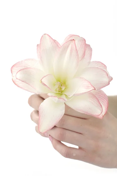Lily flower — Stockfoto