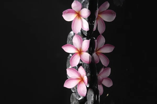 素馨花和黑色鹅卵石 图库照片
