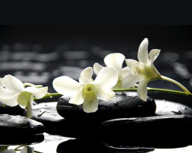 kamienie i Biała orchidea