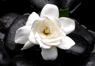 Beyaz gardenya çiçek