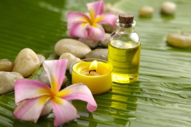 Frangipani muz yaprağı üzerinde