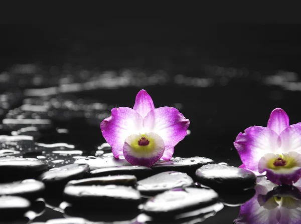Orchid and wet black stones — Stock Photo, Image