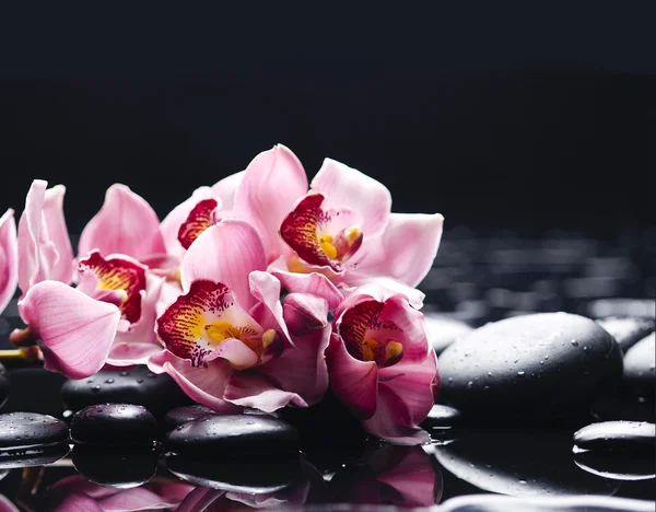 Orchid and wet black stones — Stock Photo, Image