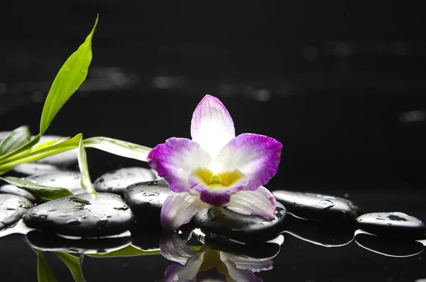 Orchidée et pierres noires humides — Photo