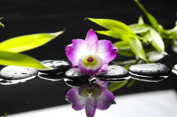 Orchidea és nedves fekete kövek — Stock Fotó
