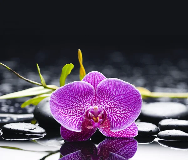 Orchidée et pierres noires humides — Photo