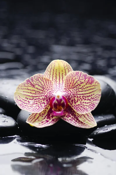 Orchidee und feuchte schwarze Steine — Stockfoto