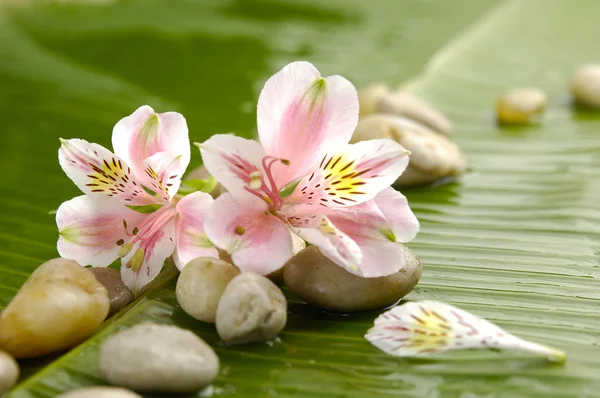 Flor tropical — Foto de Stock