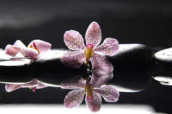 Spa still life — Stock Photo, Image