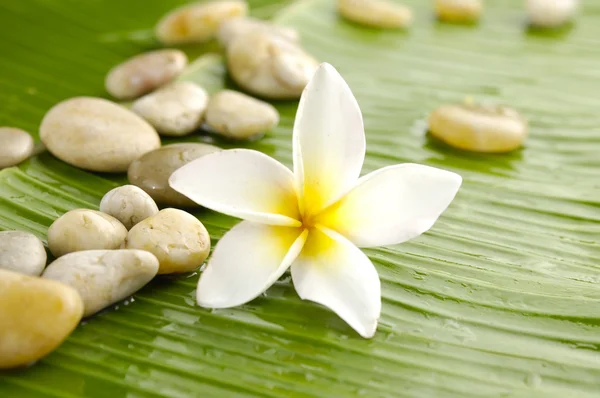 Frangipani — Stock Photo, Image