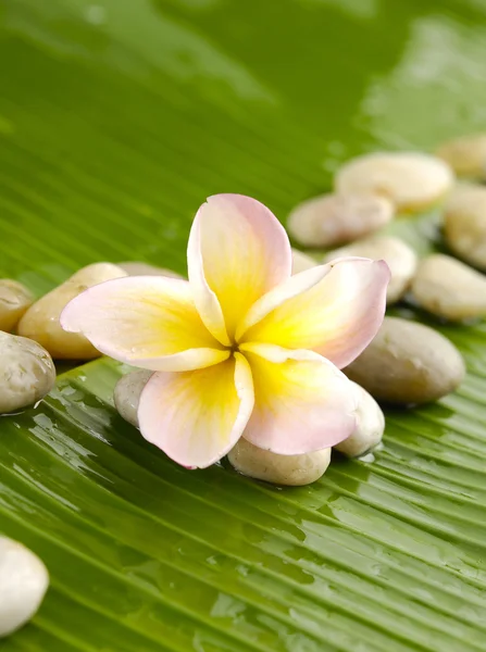 Frangipani — Stok fotoğraf