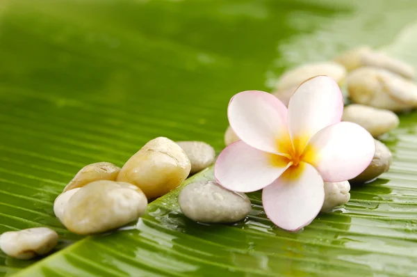 Frangipani — Stock Photo, Image