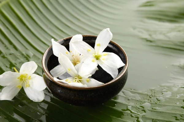 Still life with flower — Stock Photo, Image