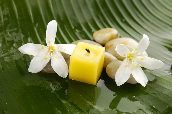 Still life with flower — Stock Photo, Image