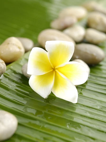 Flor de gardénia branca — Fotografia de Stock