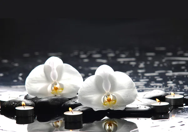 Steine und weiße Orchidee — Stockfoto