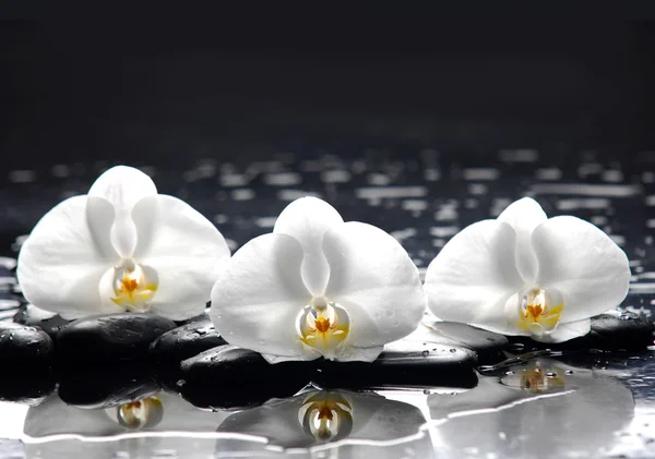 Stenen en witte orchidee — Stockfoto