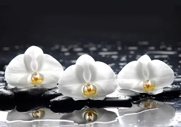 kamienie i Biała orchidea
